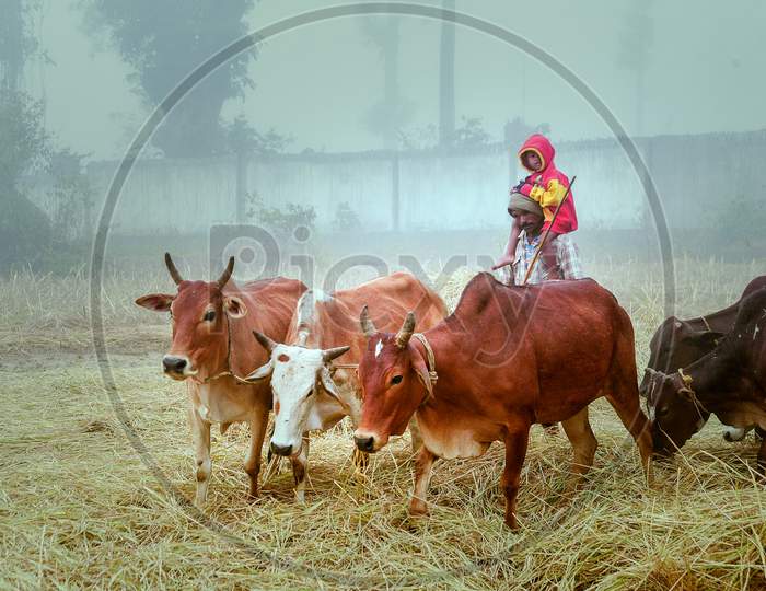 Indian Farmer Taking Cattle To Fields On an Winter Morning in Araku