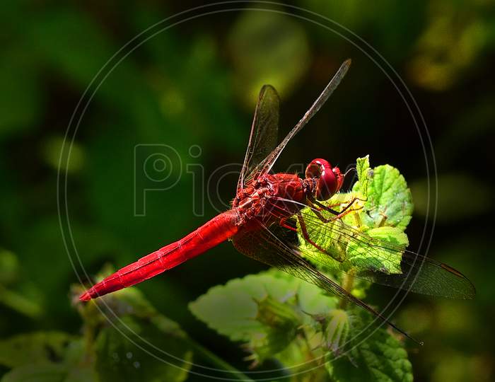 A Red Dragon Fly on a Plant Leaf Macro Shot