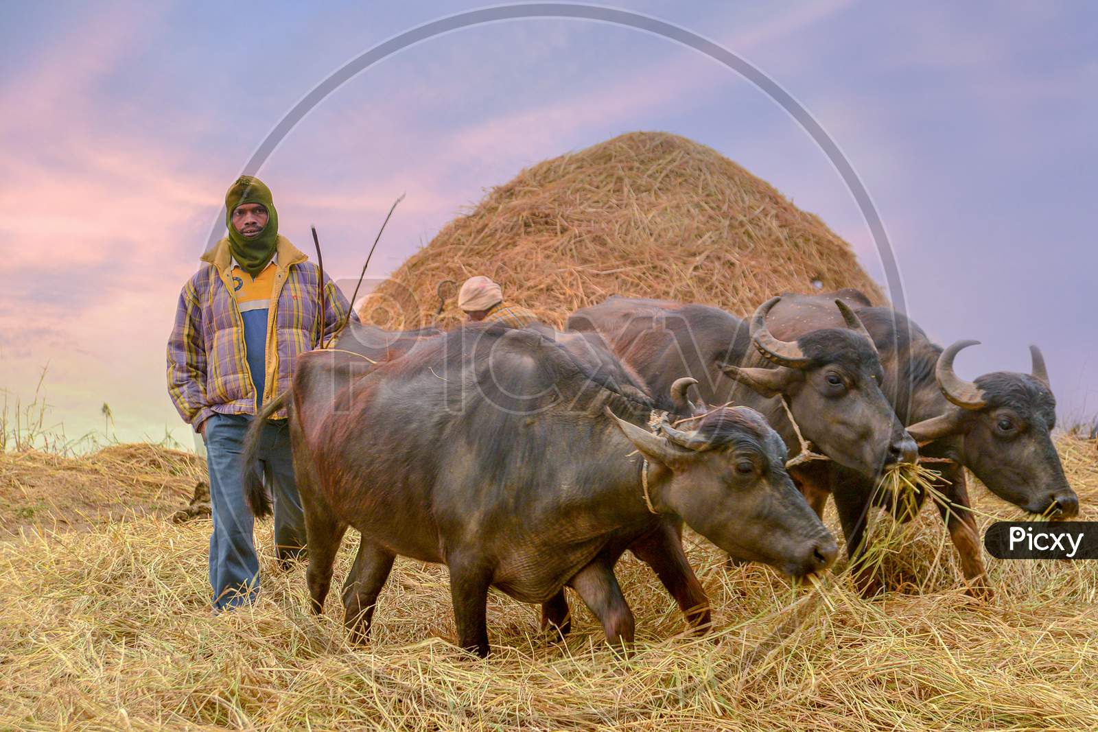 Indian Farmer Taking Buffaloes Or Cattle for Grazing on an Winter Morning in Araku