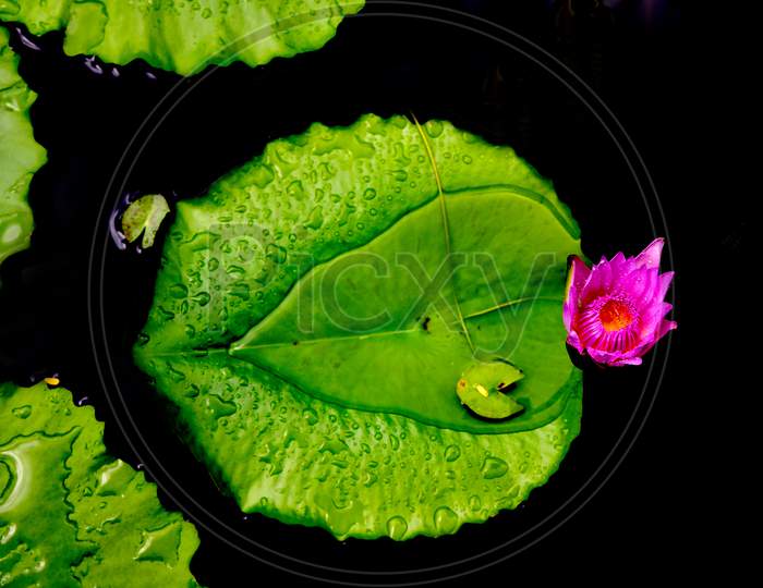 Closeup Of Lotus Flower Bud And Leaf In a Lake