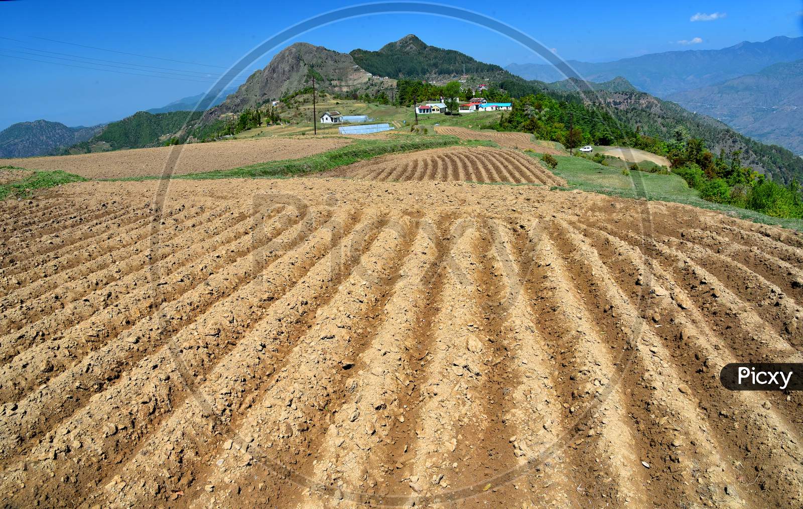 Potato Cultivation in Terrain Lands At Dhanaulti, Uttarakhand