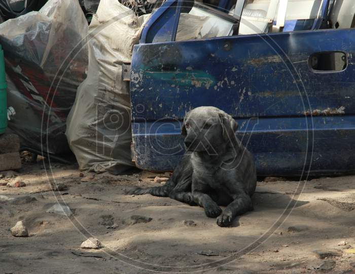 A Dog With Burnt Ash Marks At Gokulpuri Tyre Market