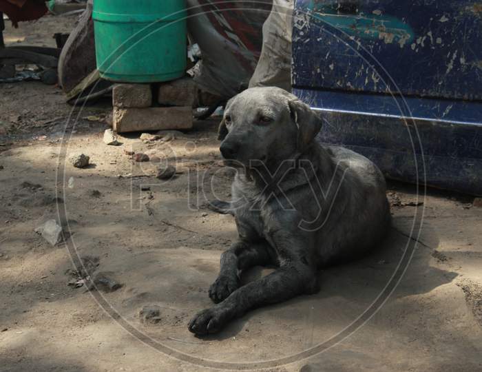 A Dog With Burnt Ash Marks At Gokulpuri Tyre Market After Riots