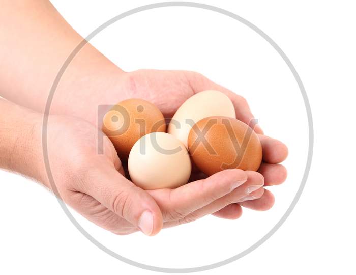 Hands Holding Brown Eggs. Isolated On A White Background.