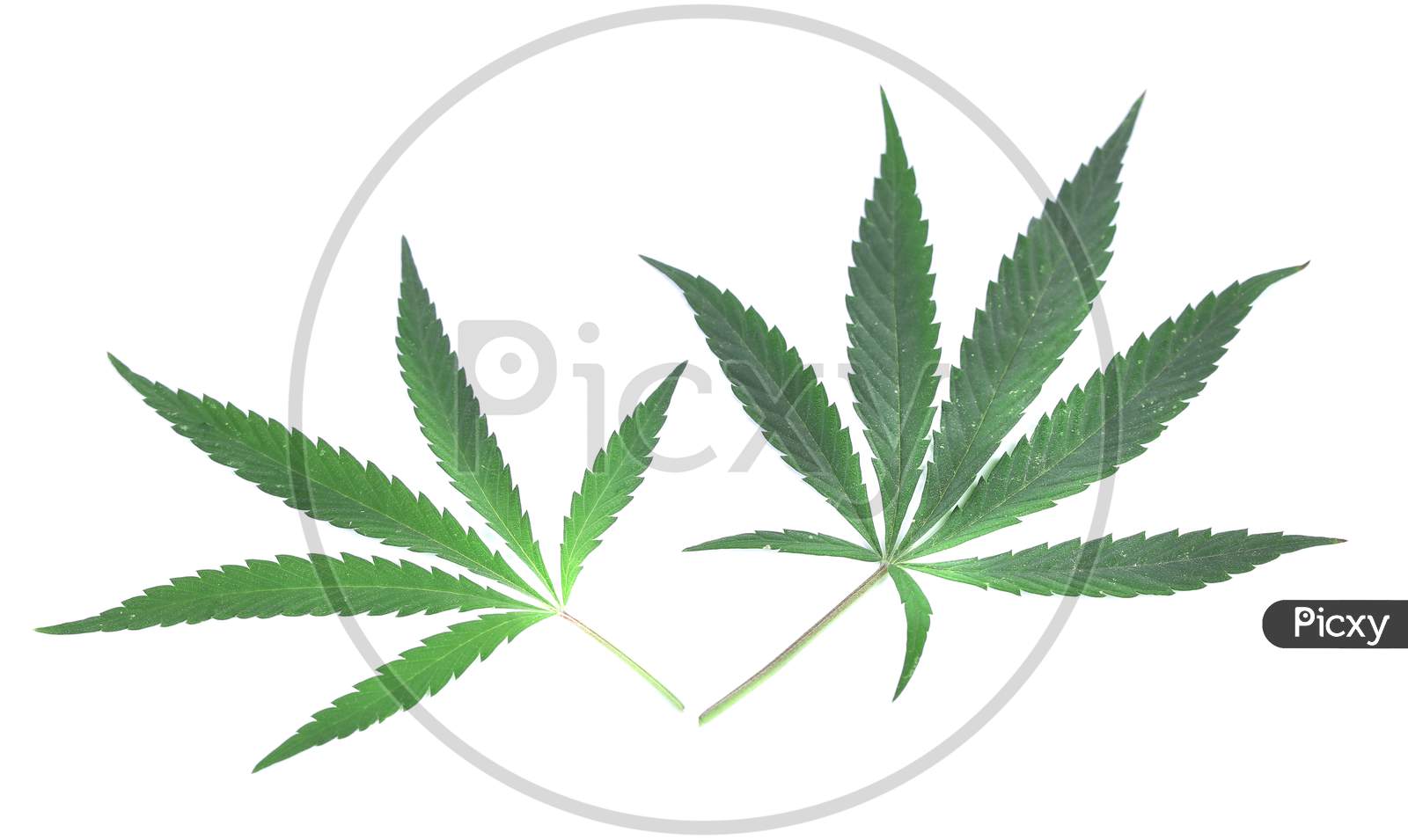 Closeup Of Green Cannabis Leaves. Isolated On A White Background.