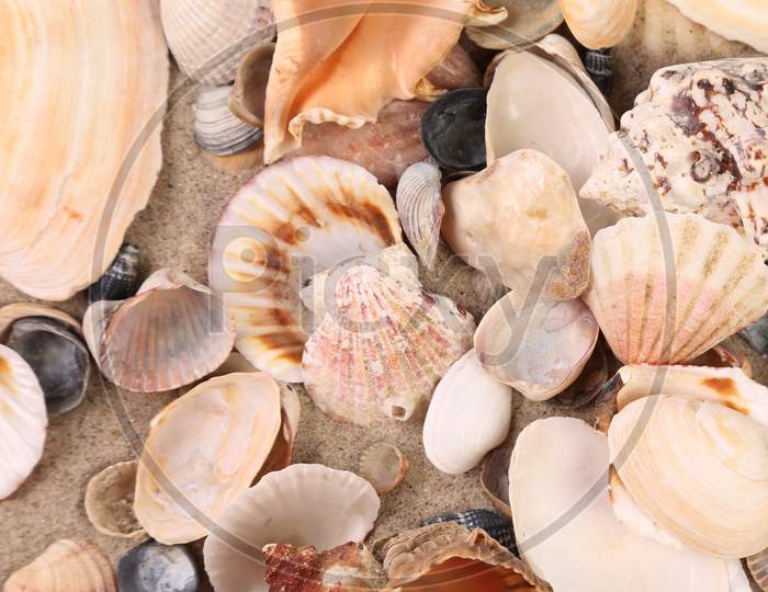 Close Up Of Sea Shells. Whole Background.