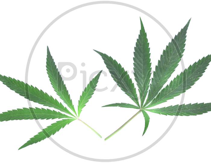 Closeup Of Green Cannabis Leaves. Isolated On A White Background.