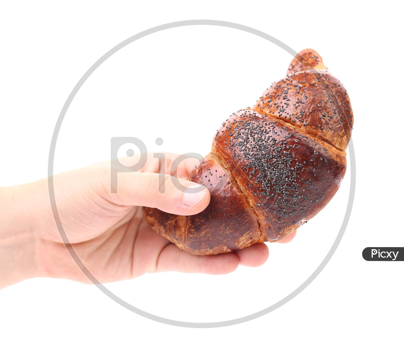 Hand Holds Appetizing Croissant. Isolated On A White Background.