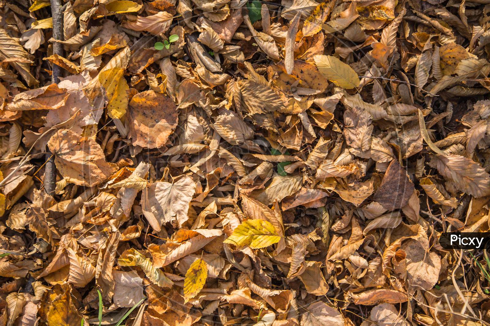 Yellow And Dried Out Autumn Leaves. Whole Background.