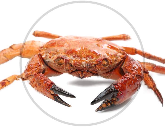 Close Up Of Seafood Red Crab. Isolated On A White Background.