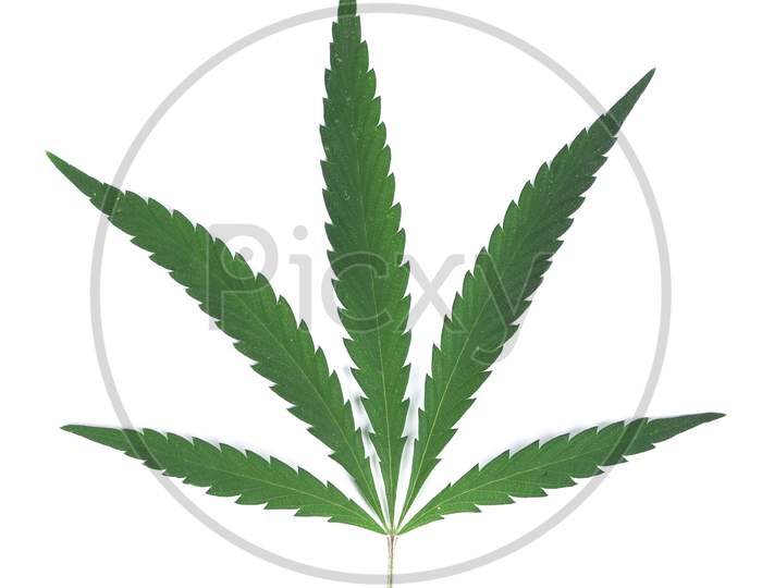 Close Up Of Green Cannabis Leaves. Isolated On A White Background.