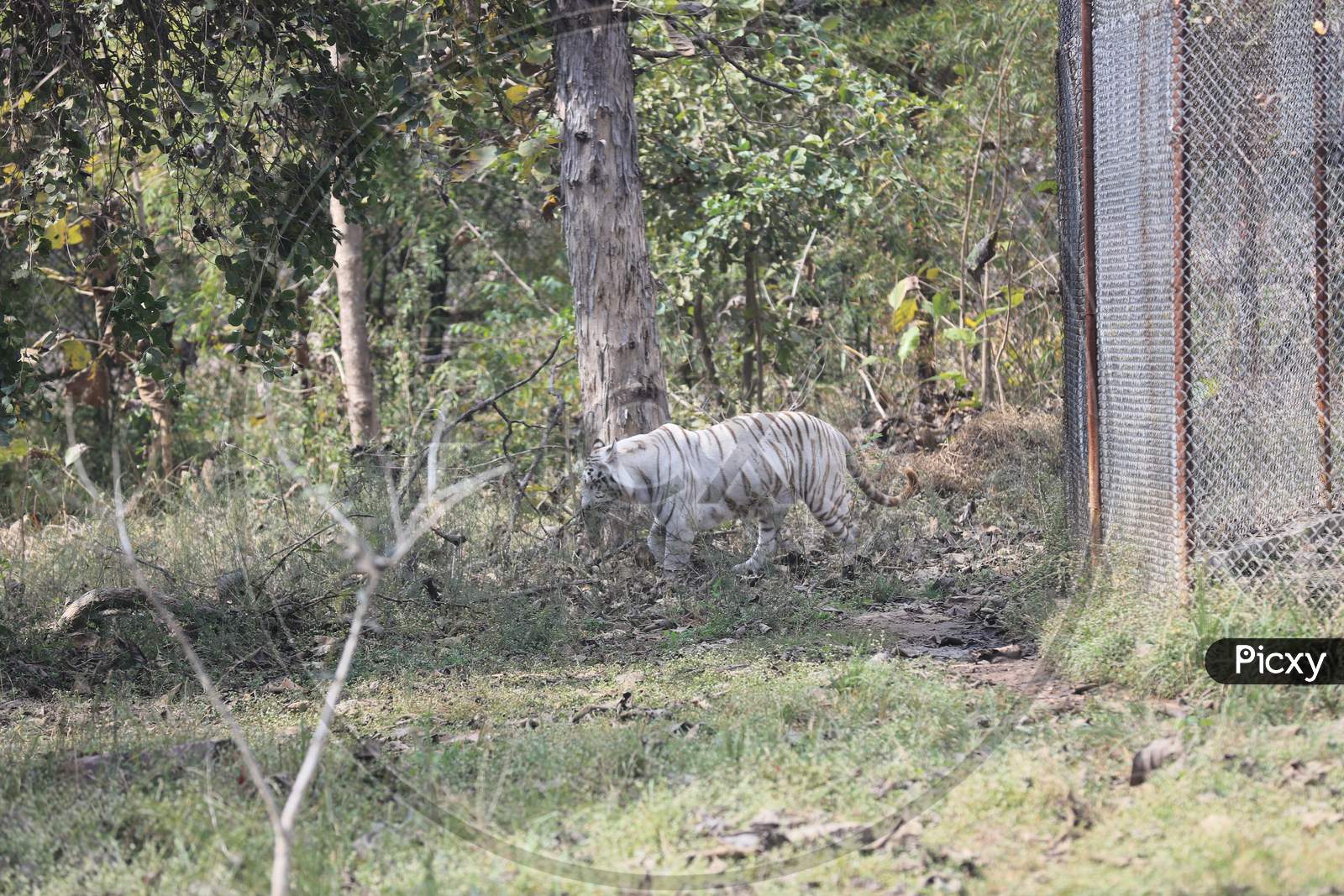 Bengal Tiger In an Zoo