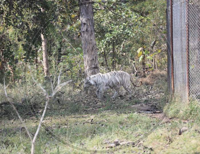 Bengal Tiger In an Zoo
