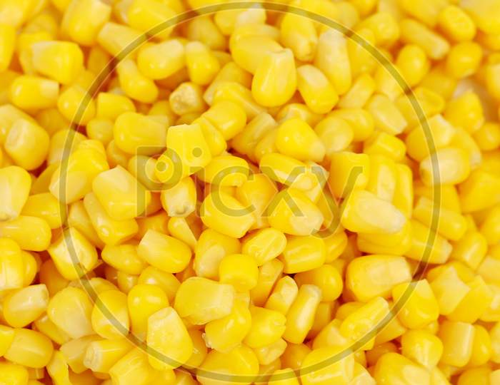 Close Up Of Corn Grains. Whole Background.