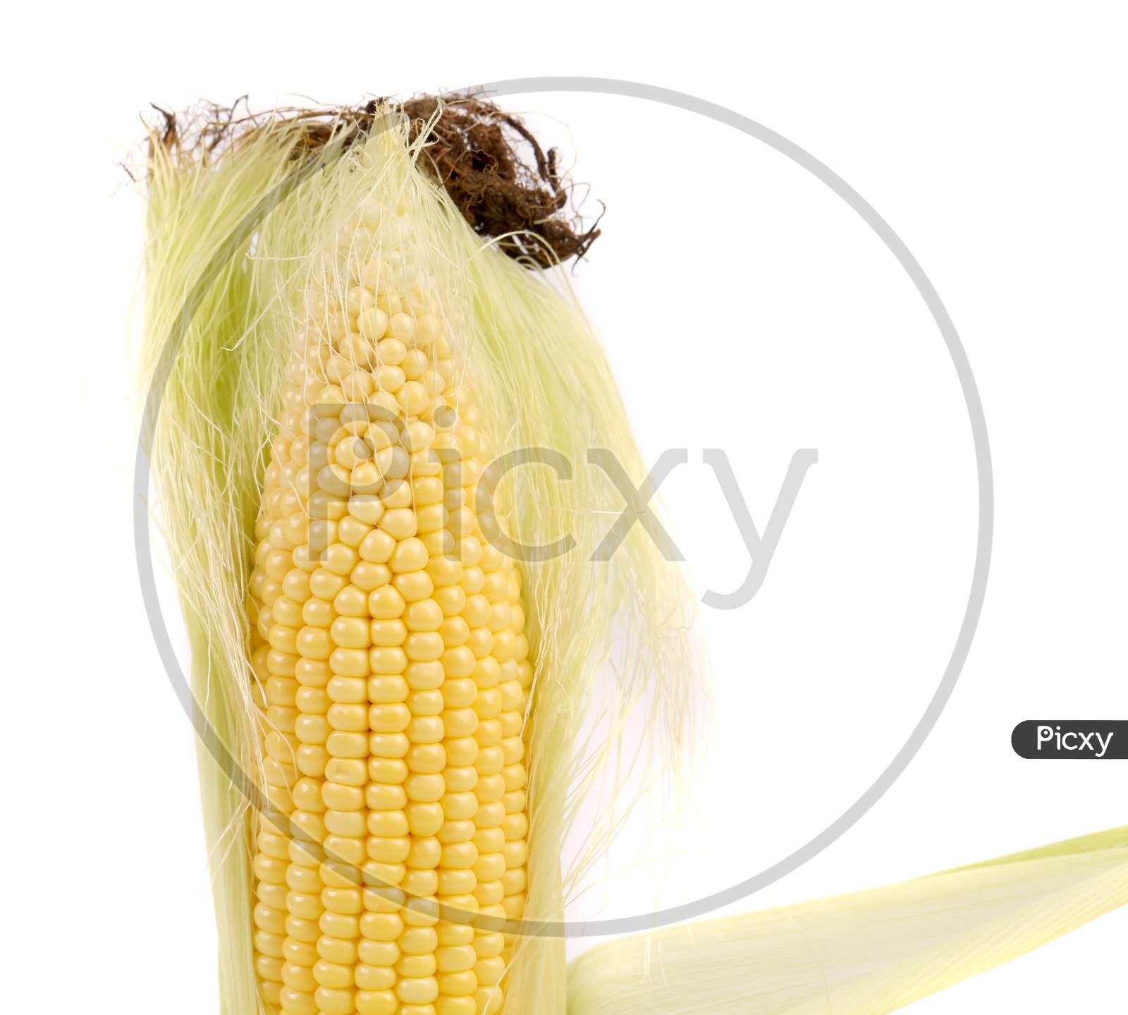 Fresh Corn In Cop. Isolated On A White Background.