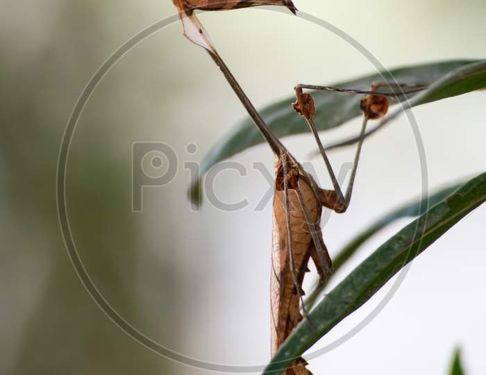 A wandering violin mantis