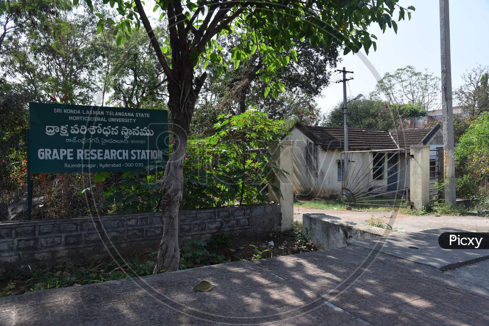 Sri KondaLaxman Telanagana State University Grape Research Station
