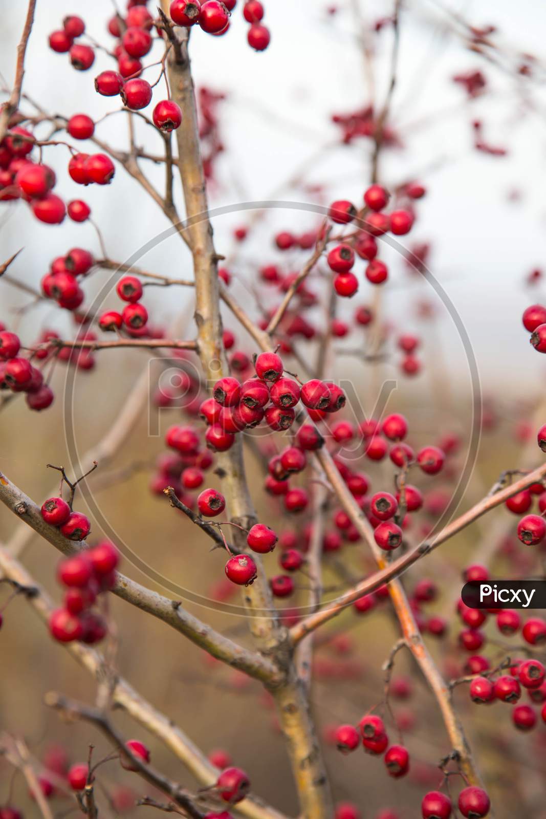 Bunch Of Hawthorn Red Berries On The Branch. Whole Background.