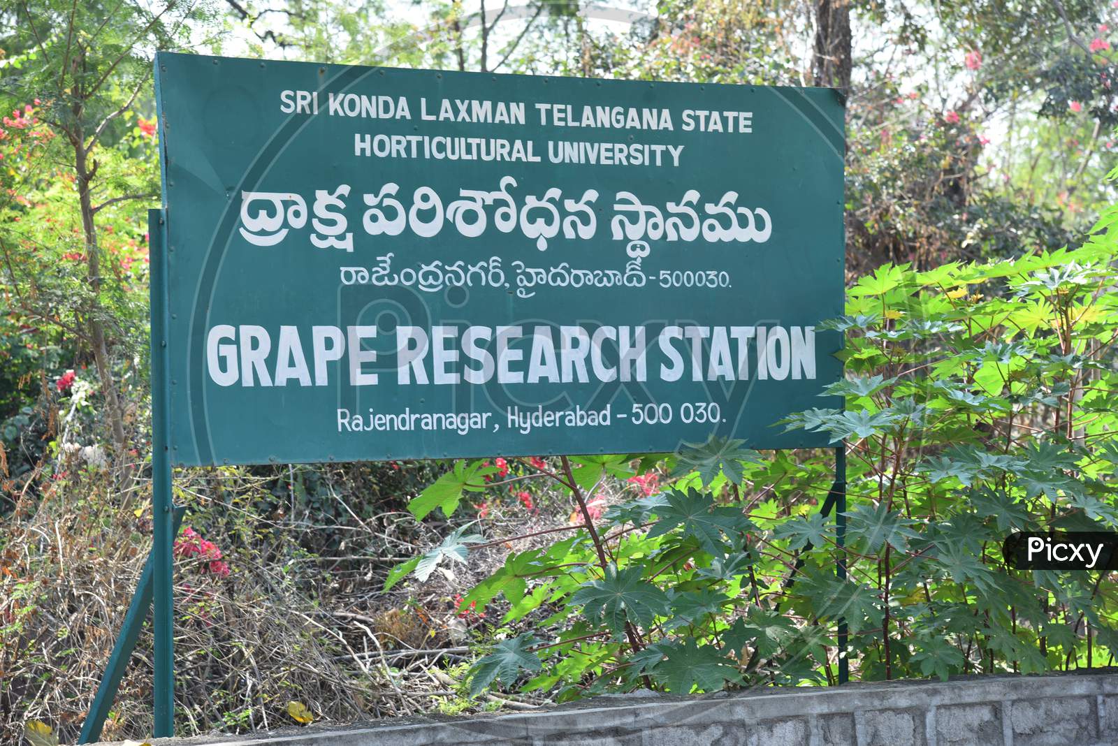 Sri KondaLaxman Telanagana State University Grape Research Station