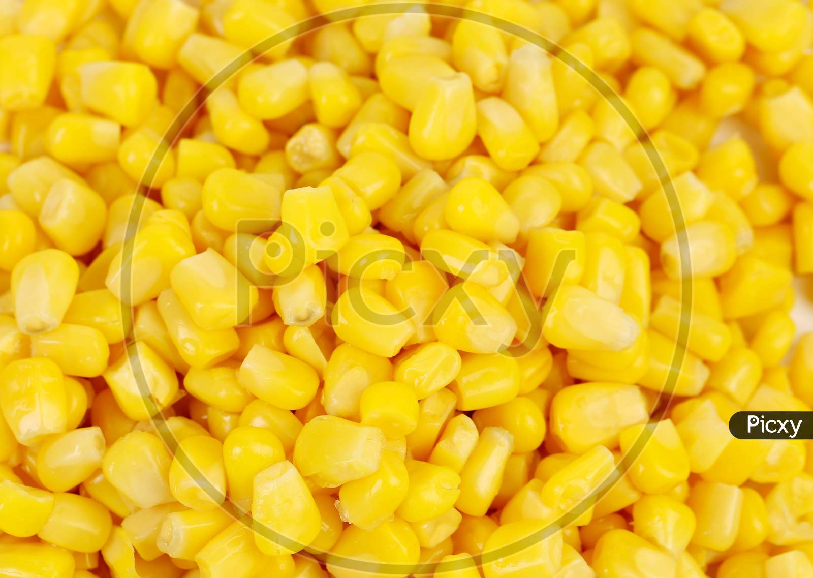 Close Up Of Corn Grains. Whole Background.