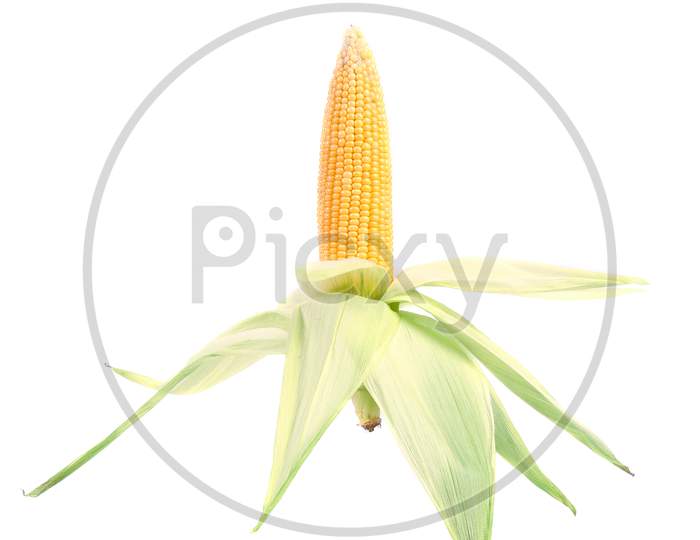 Fresh Corn Cop In Form Of Rocket. Isolated On A White Background.