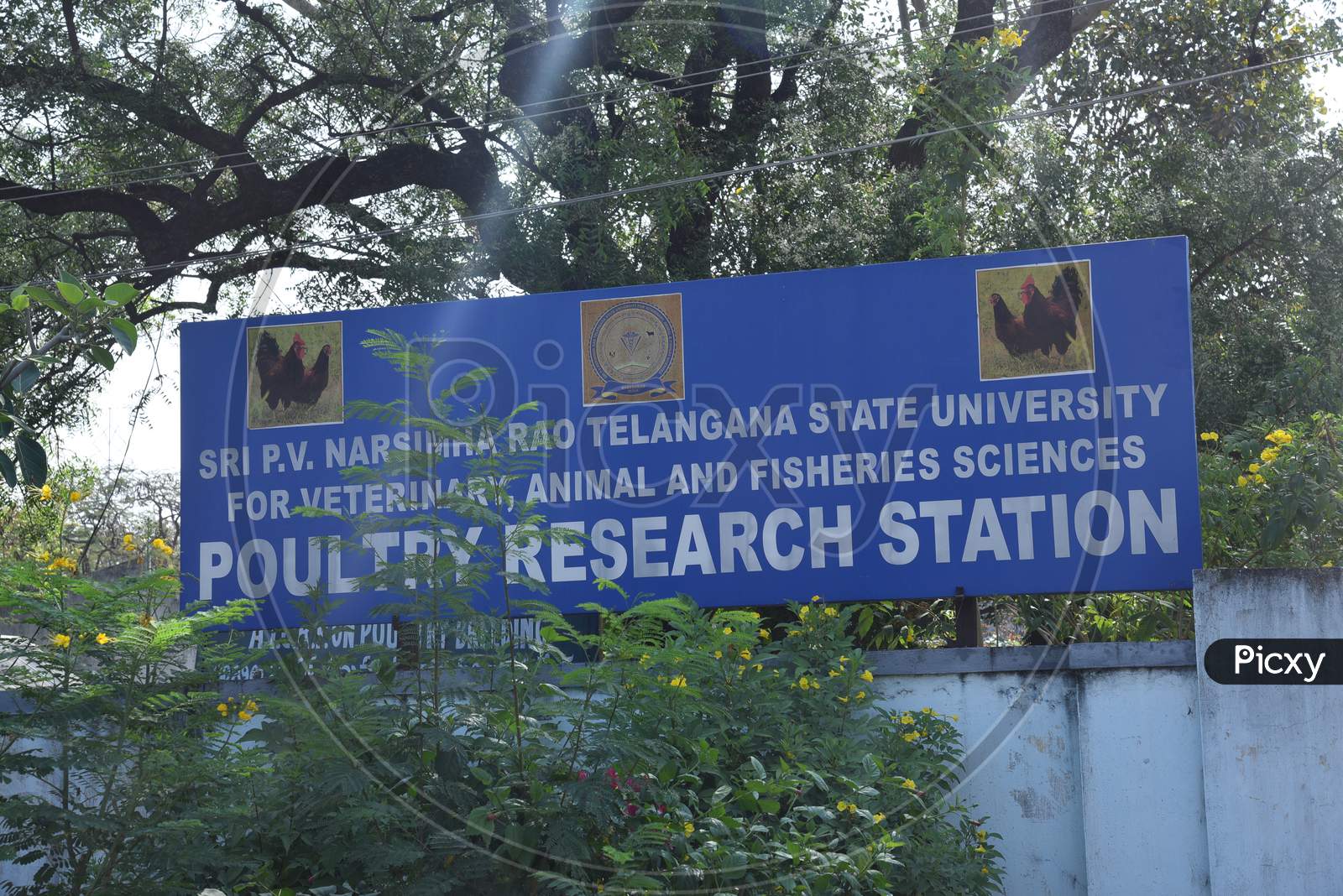 Shri PV Narasimha Rao Telangana State University  Poultry Research Station