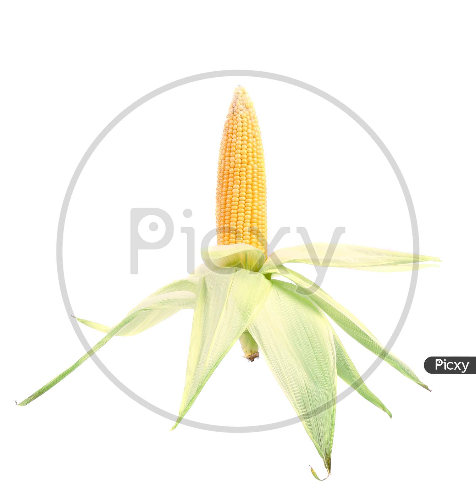 Fresh Corn Cop In Form Of Rocket. Isolated On A White Background.