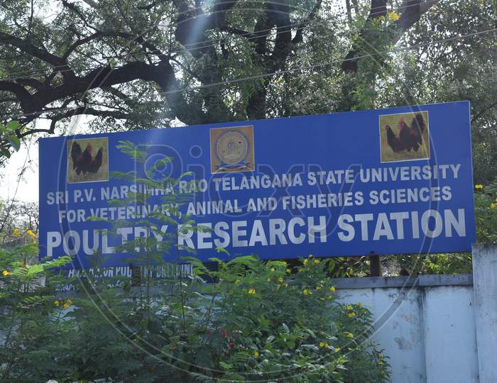 Shri PV Narasimha Rao Telangana State University  Poultry Research Station