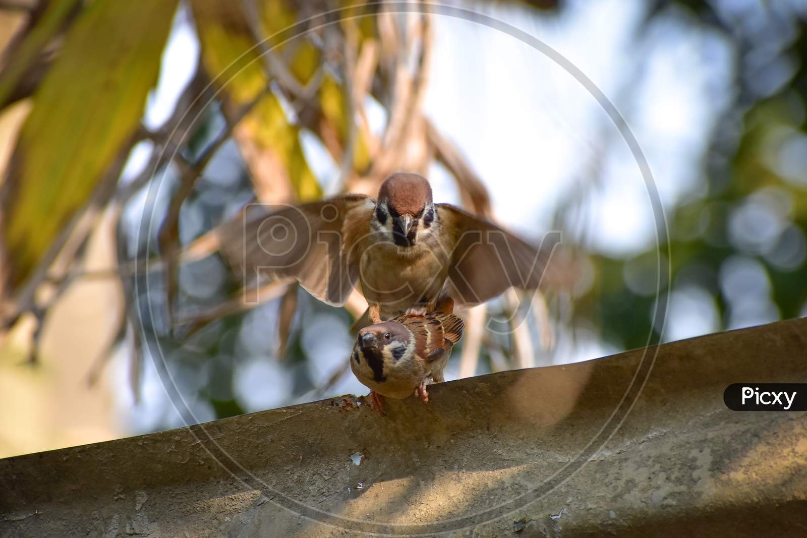 eurasian tree sparrow