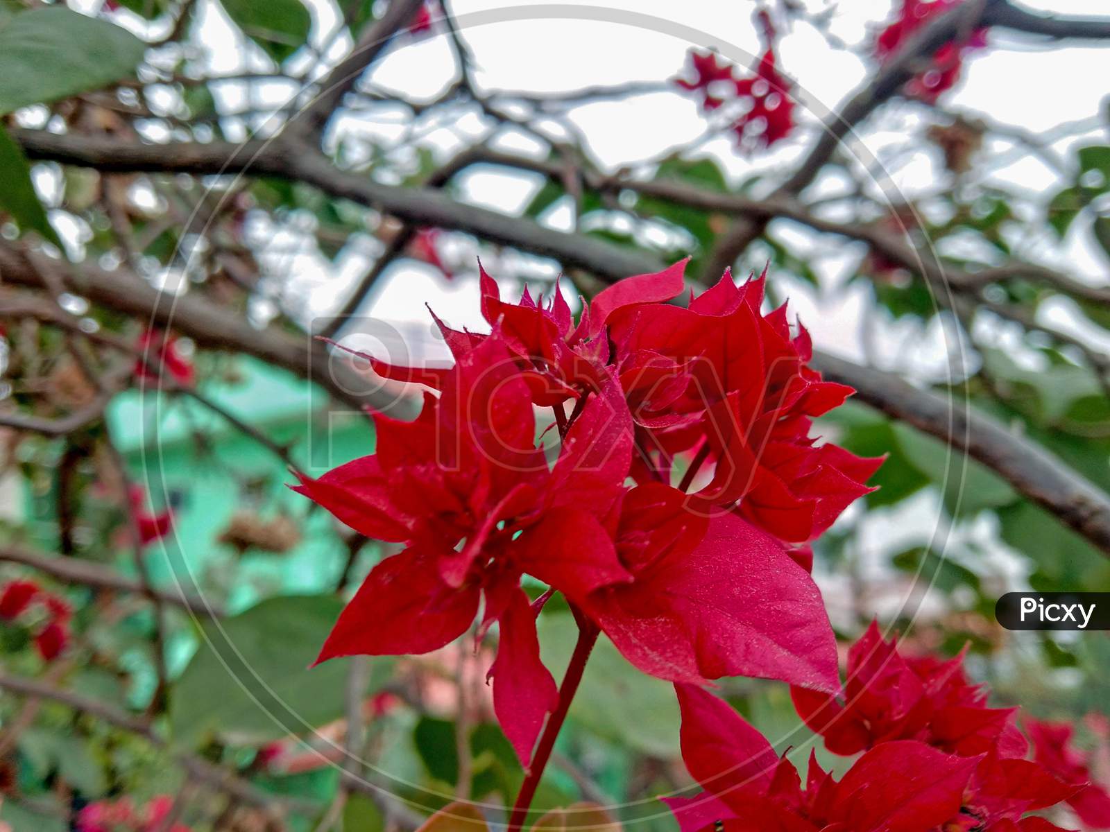 Bougainvillea Chitra Red Flowers At Home