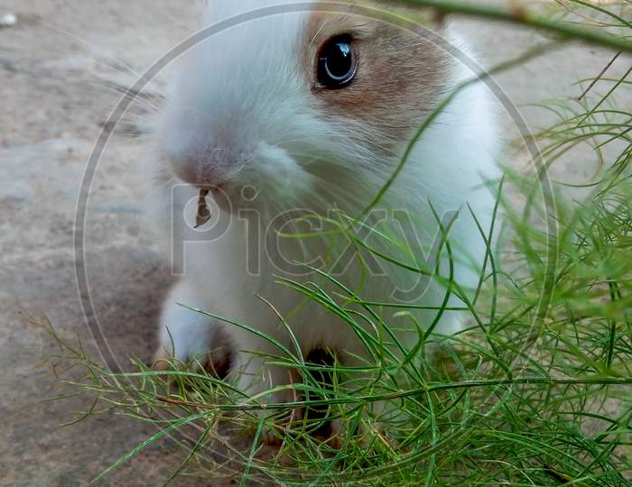 A Baby Rabbit Sitting In Front Of The Grass And Mowing The Grass In The Mouse.