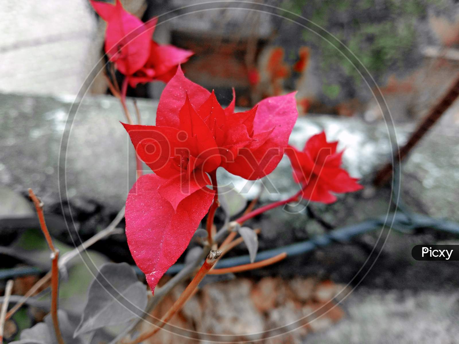 Bougainvillea Chitra Red Flower At Home Roof