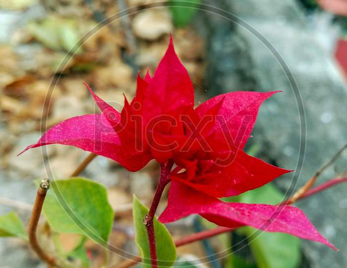 Bougainvillea Chitra Single Red Flower At Home