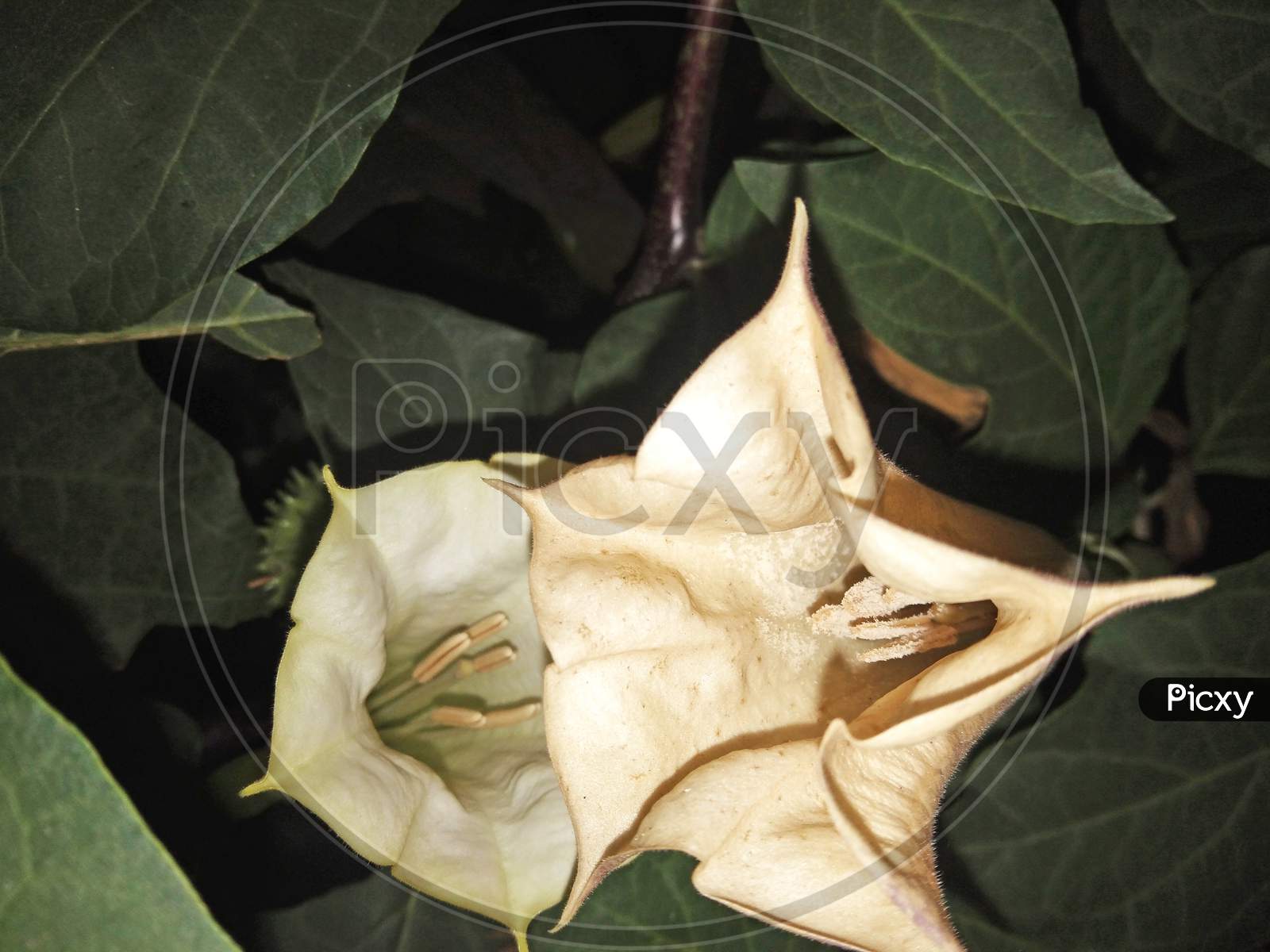 This Is Datura Innoxia Flower At Night Time. This Is A Herbal Medicine.