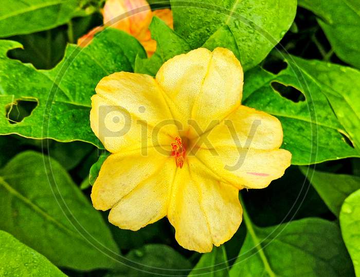 Beautiful four o clock yellow flower on home garden with vibrant color