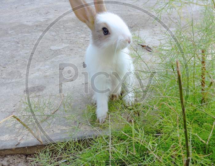 A Rabbit Baby Sitting In Front Of The Grass And Looking At The Side With Raising Ear.