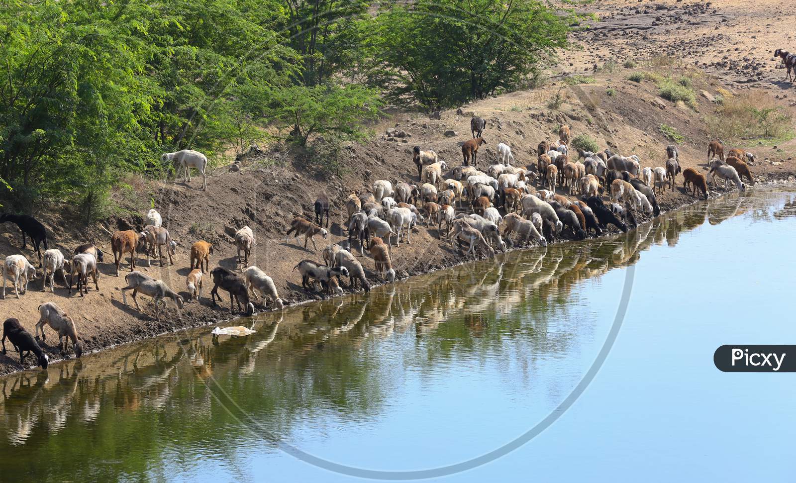 Sheep'S And Goat Drinking Water From Water Pond. Goat Drinking Water From Water Pond