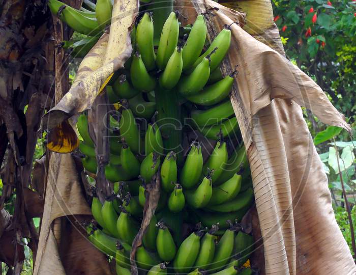 Lots Of Green Raw Bananas In The Plant