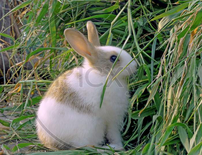 A Rabbit Baby Looking At The Grass For Eating.