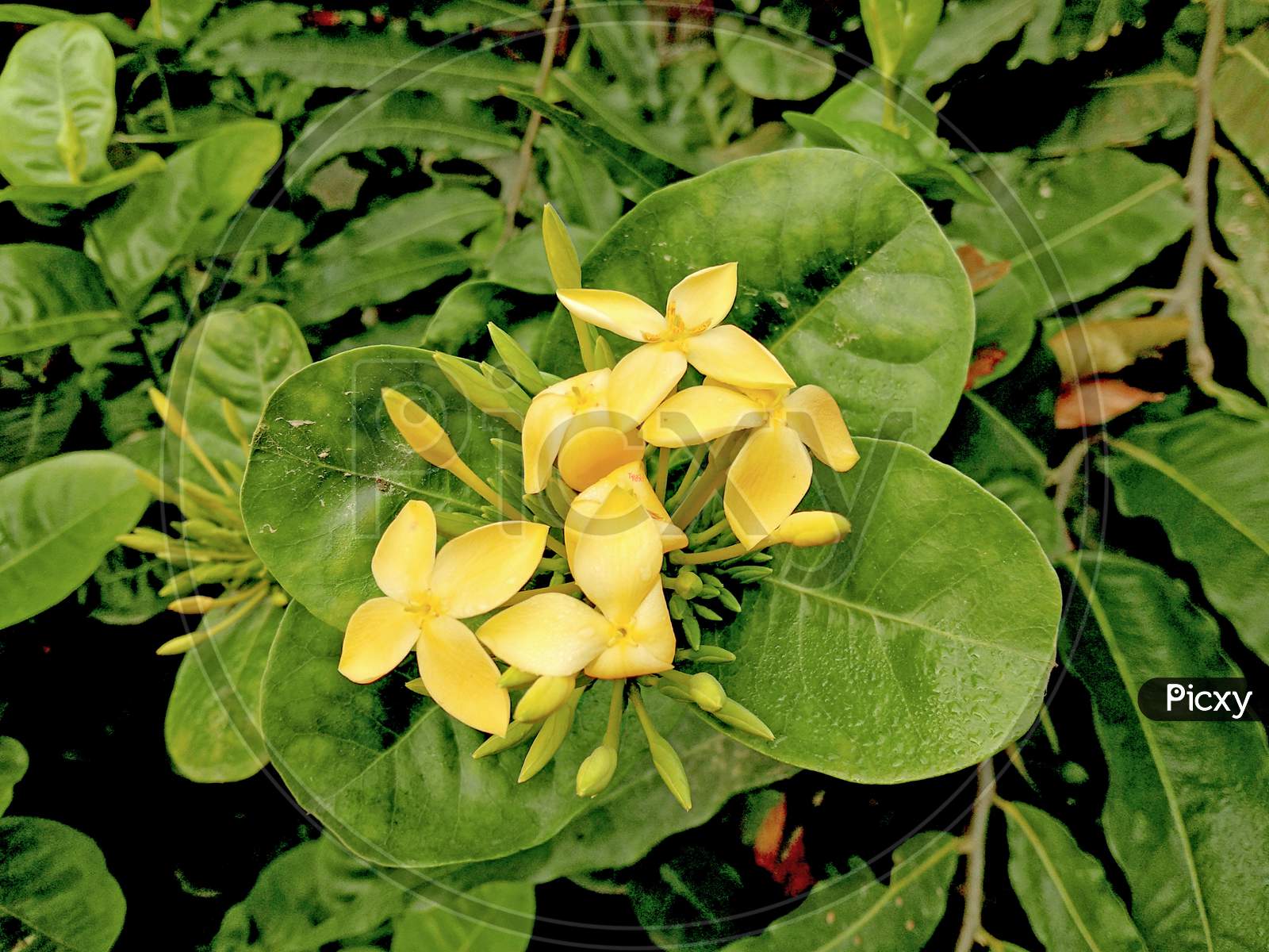 A Beautiful Yellow Flowers With Green Leaves