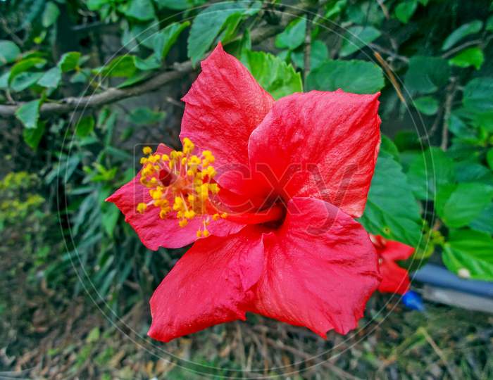 A Very Beautiful Hawaiian Hibiscus Red Chinese Flower On Home Garden