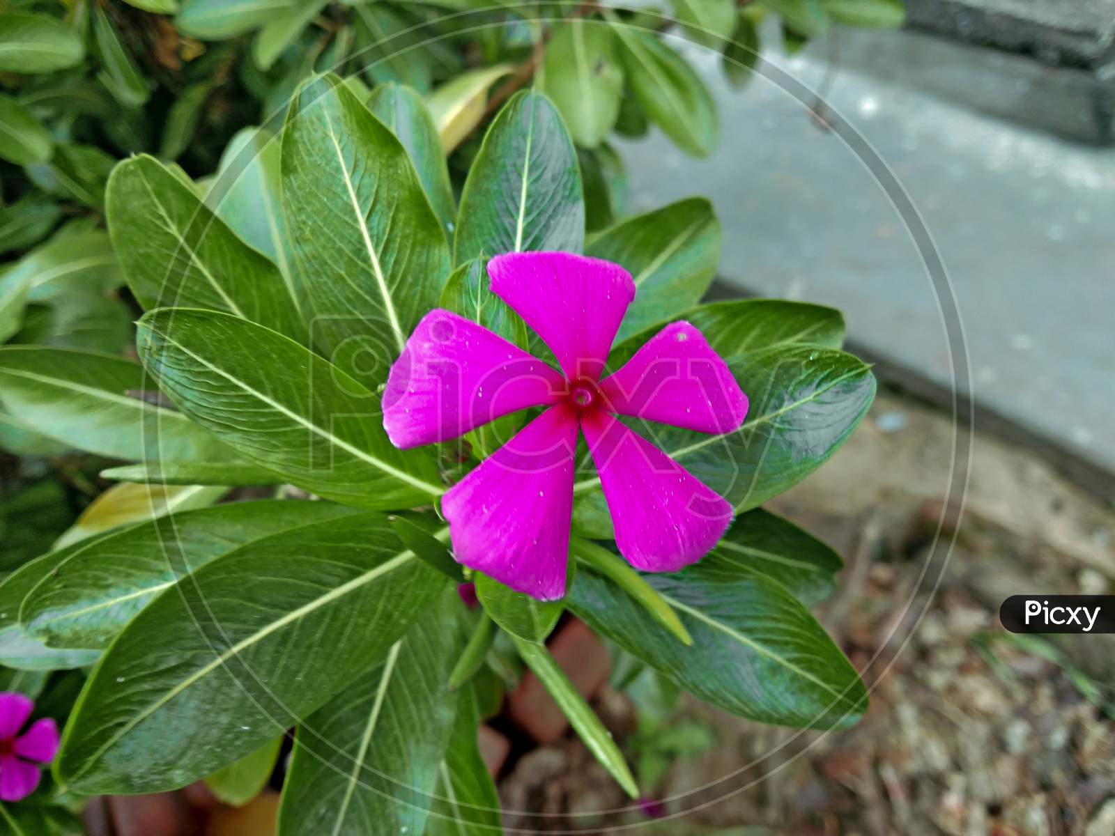 Beautiful Pink Flower Blooming on Plant