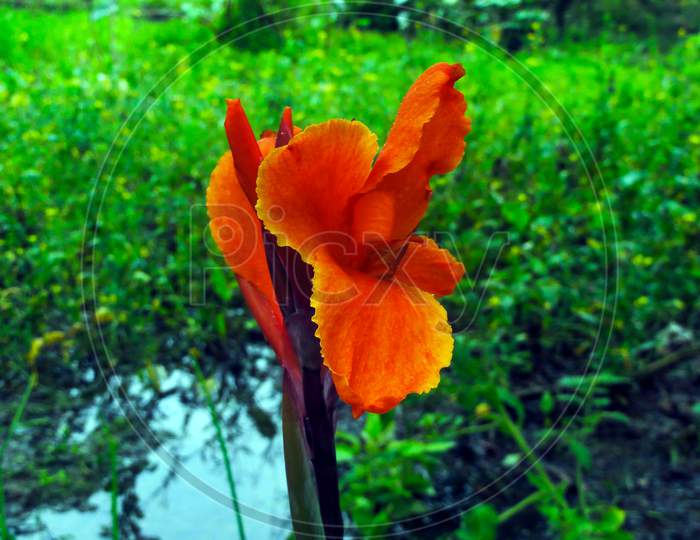 Canna Lily Flower At Home