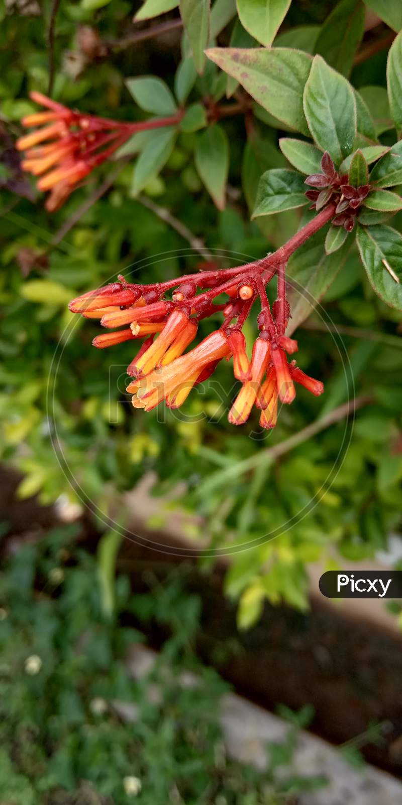 Yellow and orange flower buds with blur background