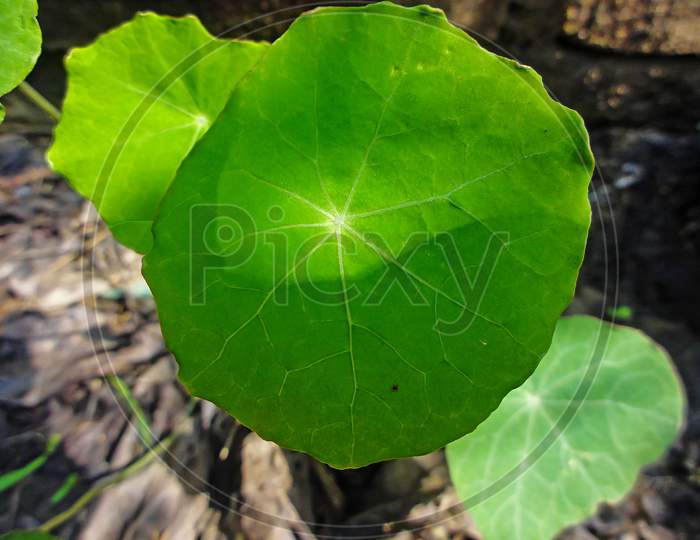 Small Garden Nasturtium Or Tropaeolum Majus Flowering Annual Plant With Large Green Disc Shaped