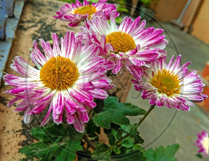 A Beautiful Bunch Of Ice Plant Family Flowers On Home Garden