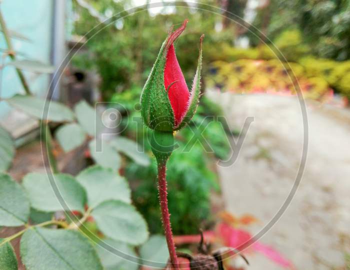 Very Beautiful Red Rose Blooming On Home Garden