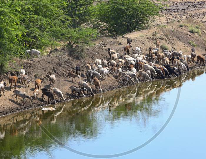 Sheep'S And Goat Drinking Water From Water Pond. Goat Drinking Water From Water Pond