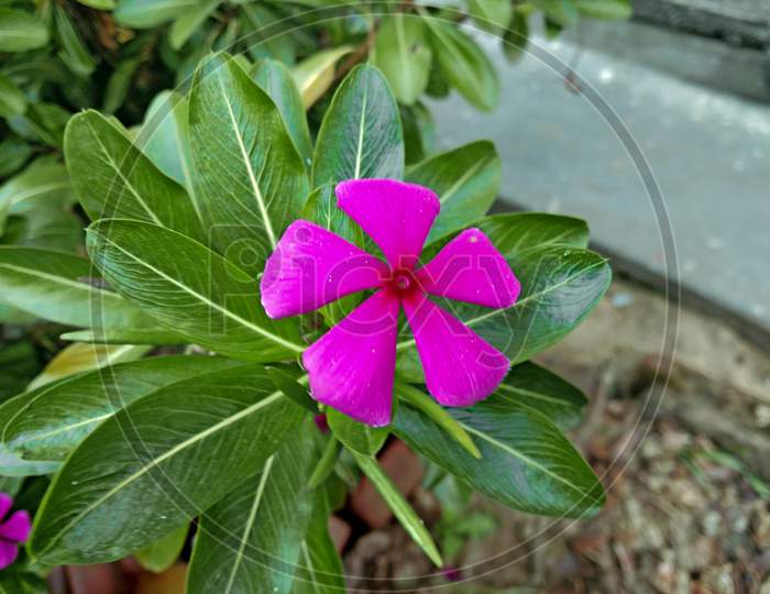 Beautiful Pink Flower Blooming on Plant