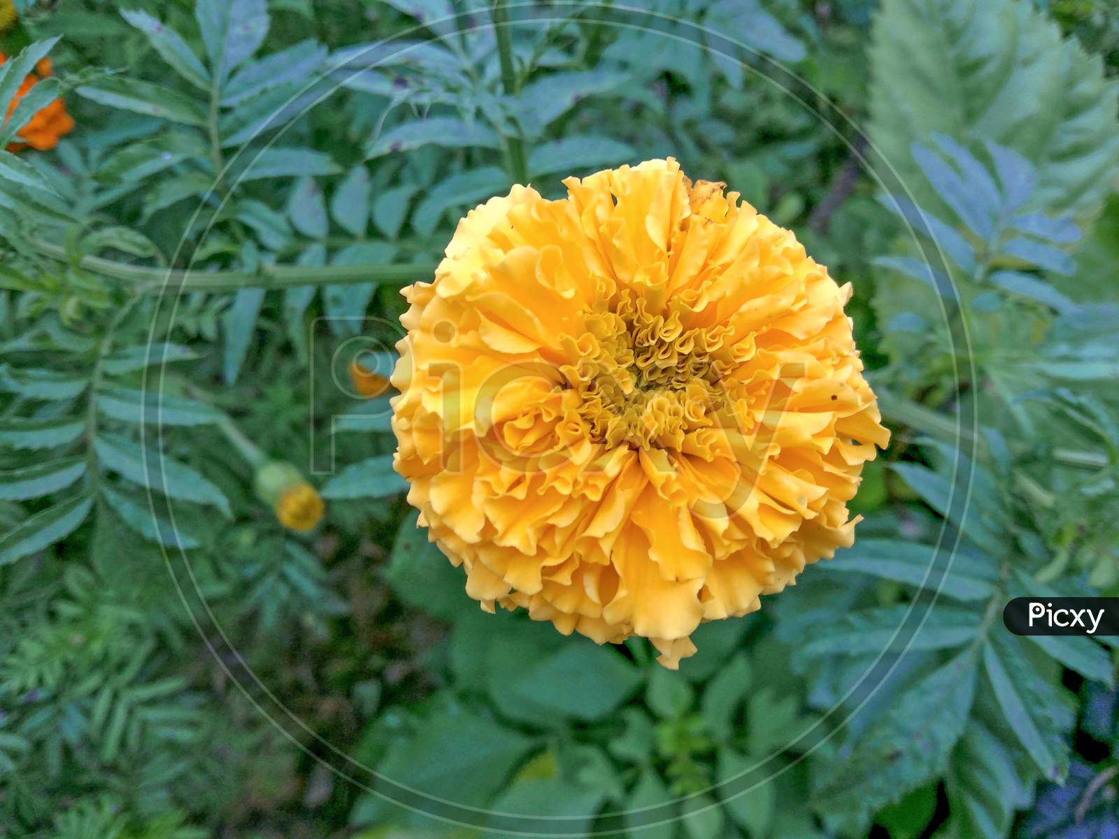 Mexican Marie Gold Yellow Color Flower. It Is Mainly Winter Season Flower. This Is A Picture Of A Marie Gold Flower